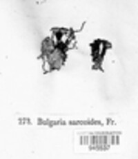 Ascocoryne sarcoides image